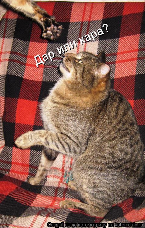 Дар или кара?... Котоматрица: Дар или кара?