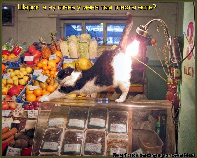 Шарик, а ну глянь у меня там глисты есть?... Котоматрица: Шарик, а ну глянь у меня там глисты есть?