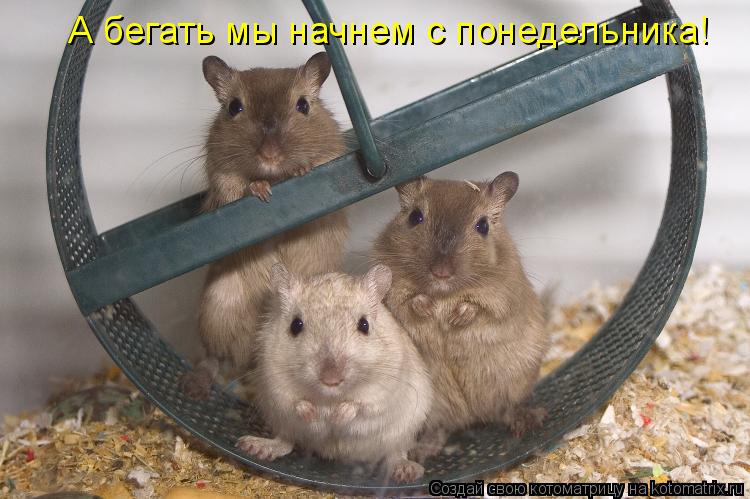 А бегать мы начнем с понедельника!... Котоматрица: А бегать мы начнем с понедельника!