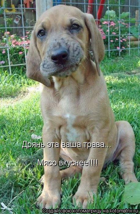 Дрянь эта ваша трава... Мясо вкуснее!!!!... Котоматрица: Дрянь эта ваша трава... Мясо вкуснее!!!!