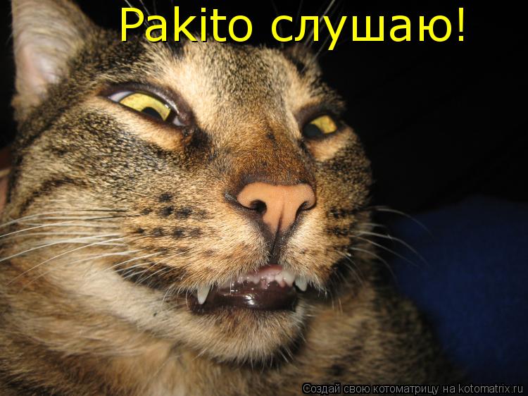 Pakito слушаю!... Котоматрица: Pakito слушаю!
