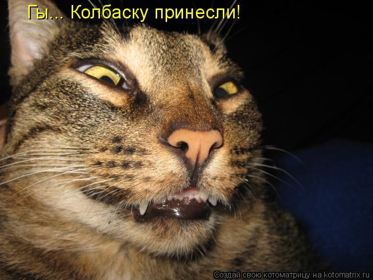 Гы... Колбаску принесли!... Котоматрица: Гы... Колбаску принесли!