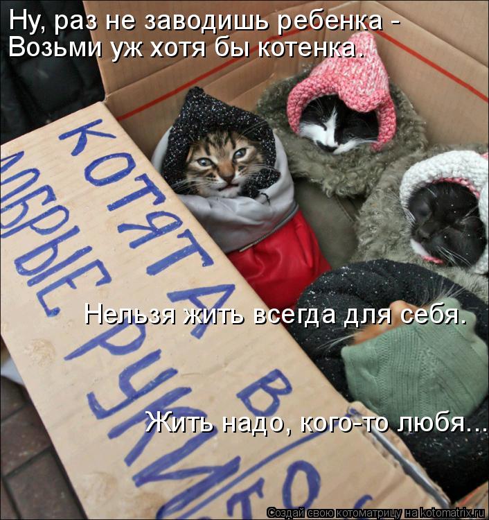 Ну, раз не заводишь ребенка - Возьми уж хотя бы котенка. Нельзя жить всегда для себя. Жить надо, ког... Котоматрица: Ну, раз не заводишь ребенка - Возьми уж хотя бы котенка. Нельзя жить всегда для себя. Жить надо, кого-то любя...