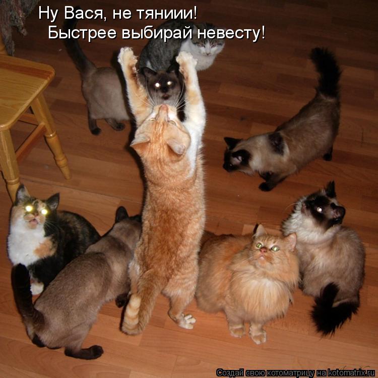 Ну Вася, не тяниии! Быстрее выбирай невесту!... Котоматрица: Ну Вася, не тяниии! Быстрее выбирай невесту!