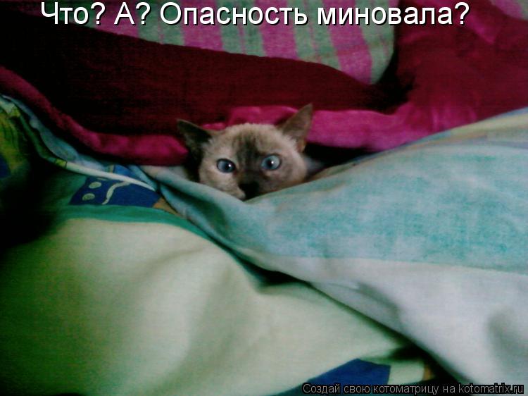 Что? А? Опасность миновала?... Котоматрица: Что? А? Опасность миновала?