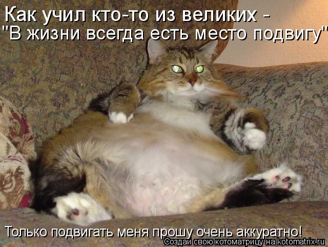 Только подвигать меня прошу очень аккуратно! Как учил кто-то из великих - "В жизни всегда есть место... Котоматрица: Только подвигать меня прошу очень аккуратно! Как учил кто-то из великих - "В жизни всегда есть место подвигу".