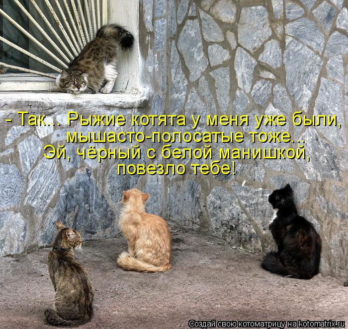 - Так... Рыжие котята у меня уже были, мышасто-полосатые тоже... Эй, чёрный с белой манишкой, повезло... Котоматрица: - Так... Рыжие котята у меня уже были, мышасто-полосатые тоже... Эй, чёрный с белой манишкой, повезло тебе!