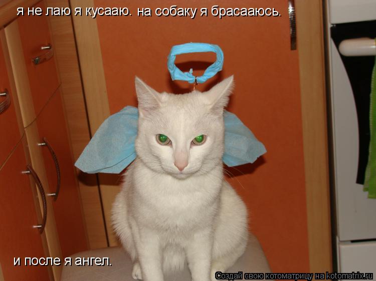 я не лаю я кусааю. на собаку я брасааюсь. и после я ангел.... Котоматрица: я не лаю я кусааю. на собаку я брасааюсь. и после я ангел.