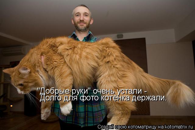 "Добрые руки" очень устали - Долго для фото котёнка держали.... Котоматрица: "Добрые руки" очень устали - Долго для фото котёнка держали.