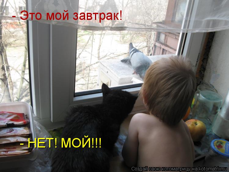 - Это мой завтрак! - НЕТ! МОЙ!!!... Котоматрица: - Это мой завтрак! - НЕТ! МОЙ!!!