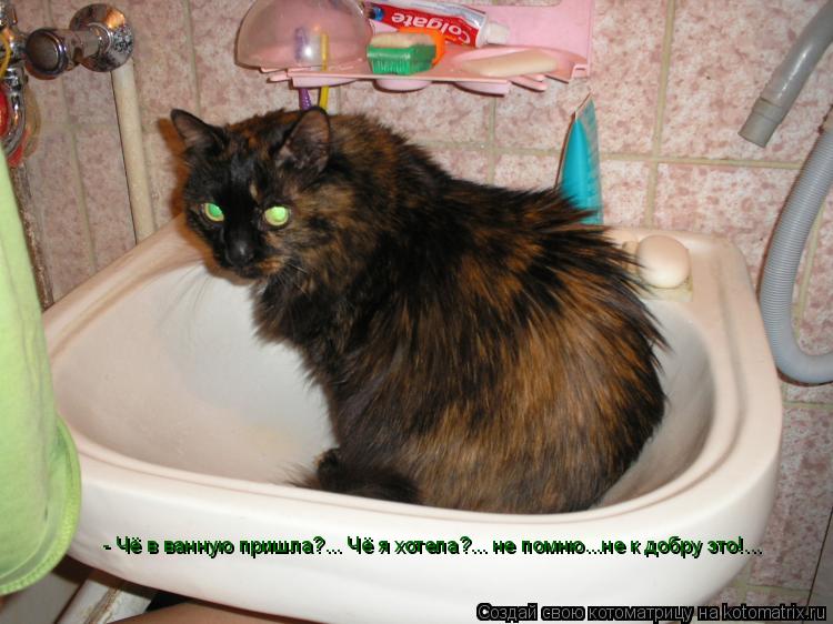 - Чё в ванную пришла?... Чё я хотела?... не помню...не к добру это!...... Котоматрица: - Чё в ванную пришла?... Чё я хотела?... не помню...не к добру это!...