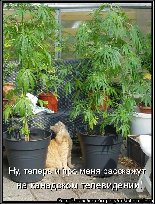 Ну, теперь и про меня расскажут на канадском телевидении!... Котоматрица: Ну, теперь и про меня расскажут на канадском телевидении!