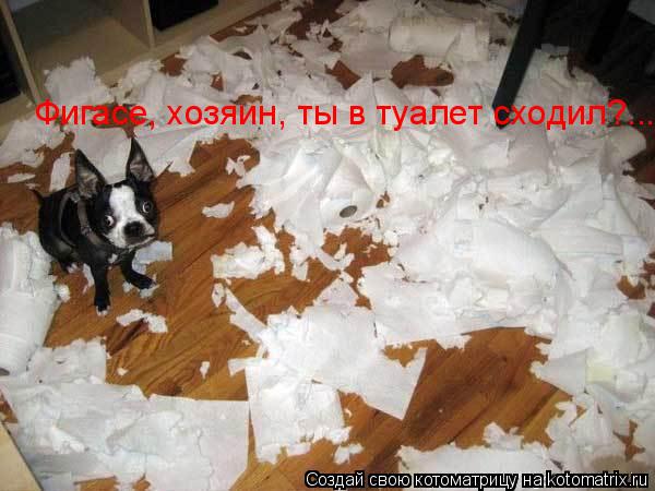 Фигасе, хозяин, ты в туалет сходил?...... Котоматрица: Фигасе, хозяин, ты в туалет сходил?...