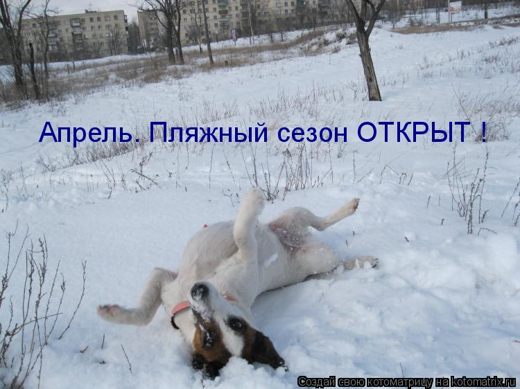 Апрель. Пляжный сезон ОТКРЫТ !... Котоматрица: Апрель. Пляжный сезон ОТКРЫТ !