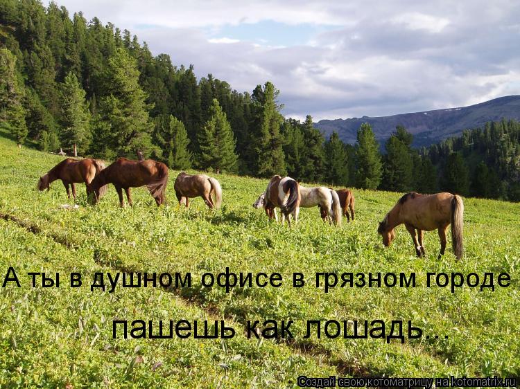 А ты в душном офисе в грязном городе пашешь как лошадь...... Котоматрица: А ты в душном офисе в грязном городе пашешь как лошадь...