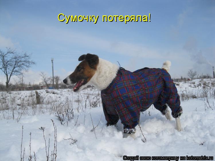 Сумочку потеряла!... Котоматрица: Сумочку потеряла!