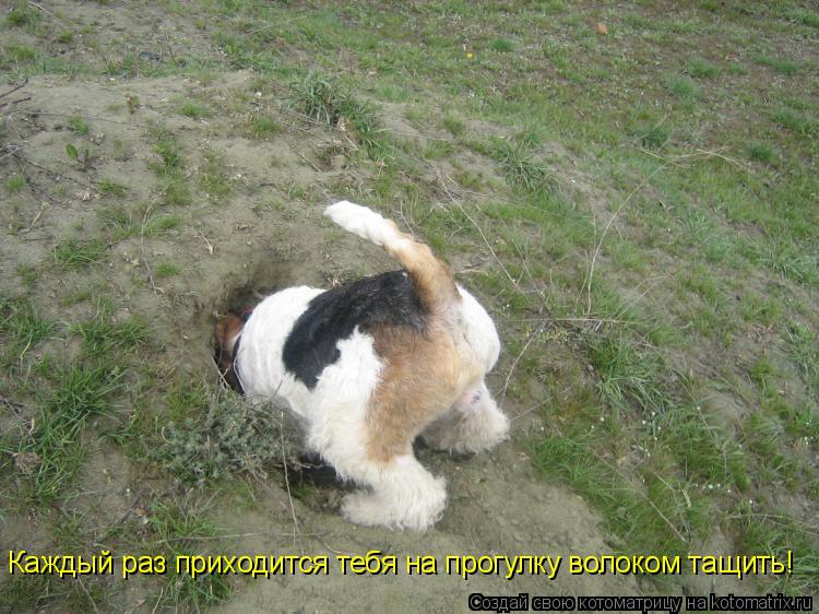 Каждый раз приходится тебя на прогулку волоком тащить!... Котоматрица: Каждый раз приходится тебя на прогулку волоком тащить!