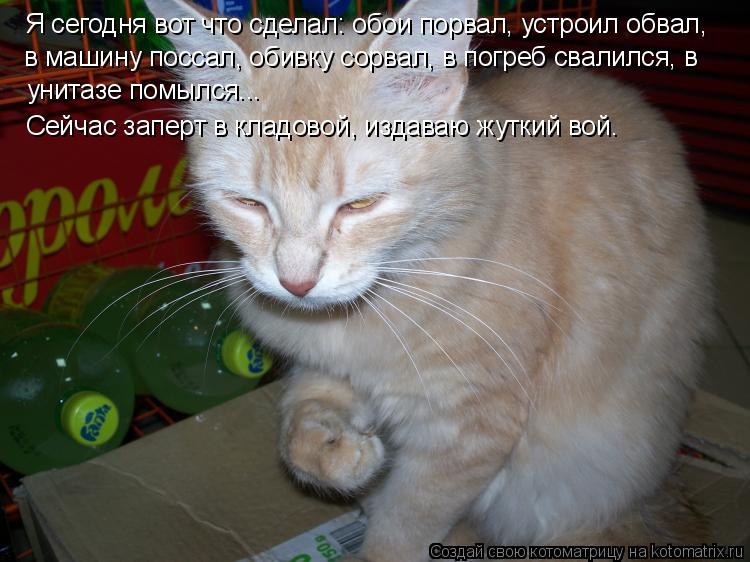 Я сегодня вот что сделал: обои порвал, устроил обвал, в машину поссал, обивку сорвал, в погреб свалил... Котоматрица: Я сегодня вот что сделал: обои порвал, устроил обвал, в машину поссал, обивку сорвал, в погреб свалился, в унитазе помылся... Сейчас заперт в к