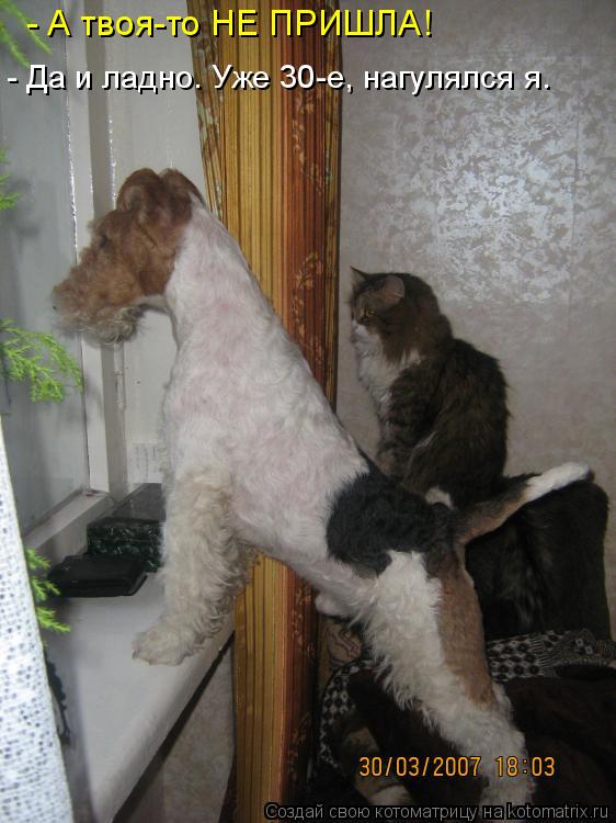- А твоя-то НЕ ПРИШЛА! - Да и ладно. Уже 30-е, нагулялся я.... Котоматрица: - А твоя-то НЕ ПРИШЛА! - Да и ладно. Уже 30-е, нагулялся я.