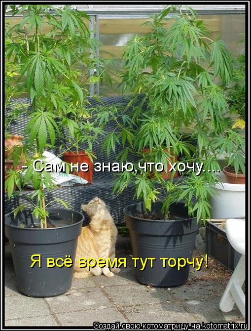 Котоматрица: Я всё время тут торчу! - Сам не знаю,что хочу....