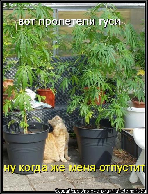 вот пролетели гуси ну когда же меня отпустит... Котоматрица: вот пролетели гуси ну когда же меня отпустит