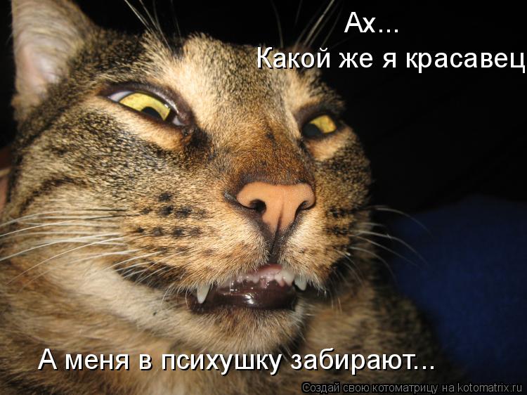 Ах... Какой же я красавец А меня в психушку забирают...... Котоматрица: Ах... Какой же я красавец А меня в психушку забирают...