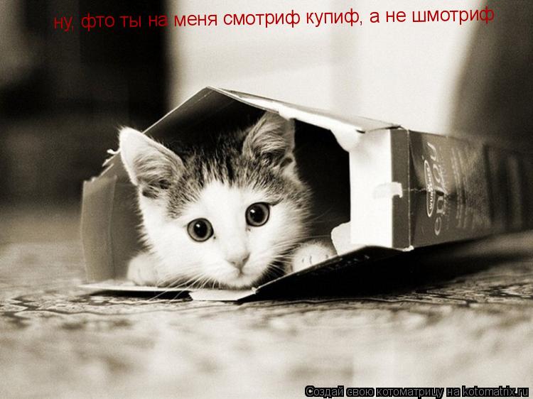 ну, фто ты на меня смотриф купиф, а не шмотриф... Котоматрица: ну, фто ты на меня смотриф купиф, а не шмотриф