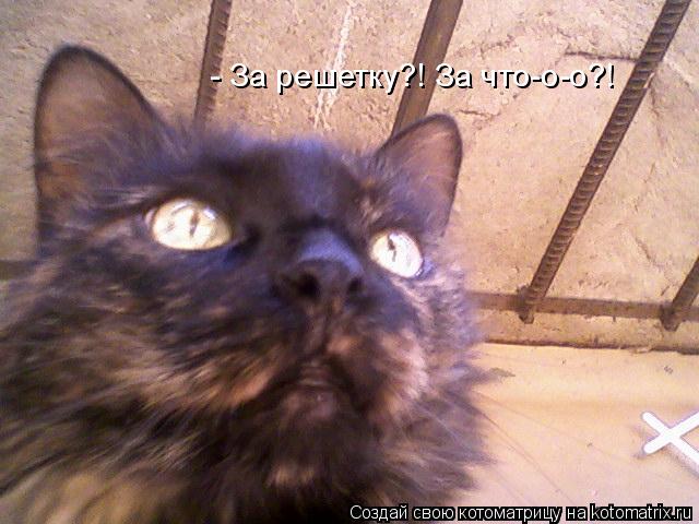- За решетку?! За что-о-о?!... Котоматрица: - За решетку?! За что-о-о?!