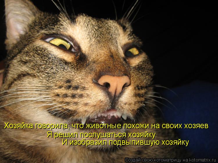 Хозяйка говорила, что животные похожи на своих хозяев Я решил послушаться хозяйку И изобразил подвыпи... Котоматрица: Хозяйка говорила, что животные похожи на своих хозяев Я решил послушаться хозяйку И изобразил подвыпившую хозяйку
