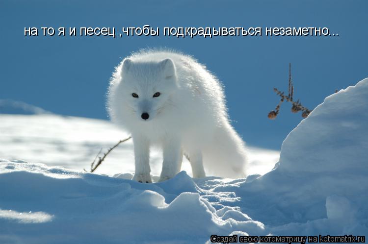 на то я и песец ,чтобы подкрадываться незаметно...... Котоматрица: на то я и песец ,чтобы подкрадываться незаметно...