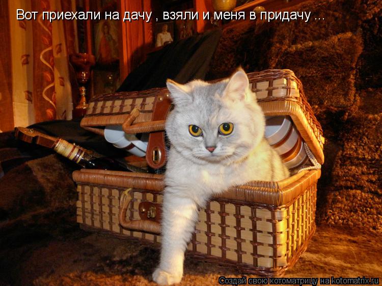Вот приехали на дачу , взяли и меня в придачу ...... Котоматрица: Вот приехали на дачу , взяли и меня в придачу ...
