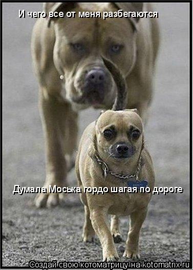 И чего все от меня разбегаются Думала Моська гордо шагая по дороге... Котоматрица: И чего все от меня разбегаются Думала Моська гордо шагая по дороге
