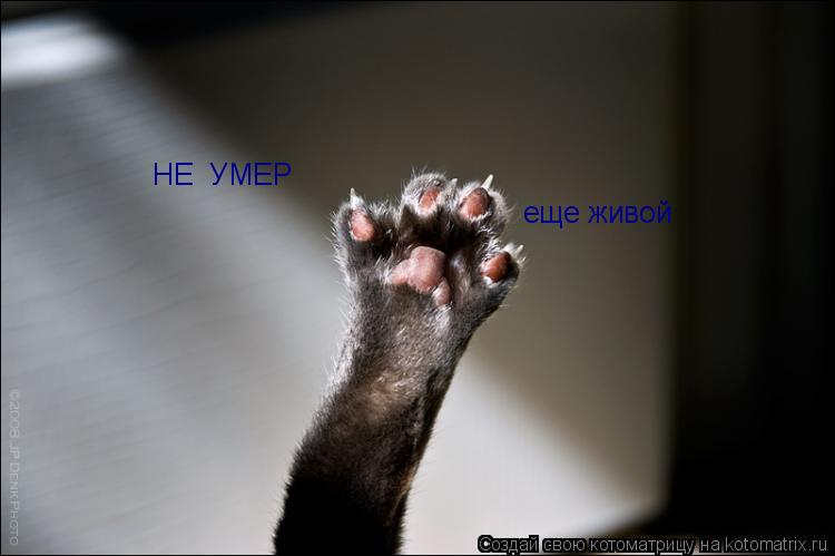 еще живой НЕ УМЕР... Котоматрица: еще живой НЕ УМЕР