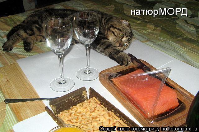 натюрМОРД... Котоматрица: натюрМОРД