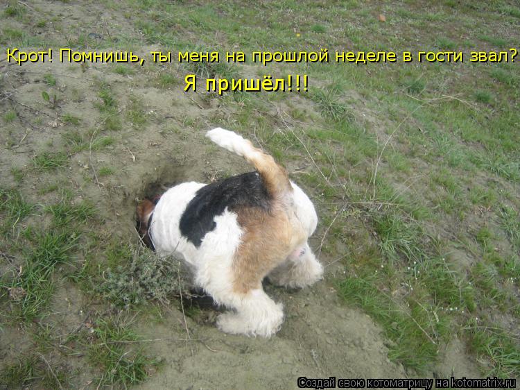 Крот! Помнишь, ты меня на прошлой неделе в гости звал? Я пришёл!!!... Котоматрица: Крот! Помнишь, ты меня на прошлой неделе в гости звал? Я пришёл!!!