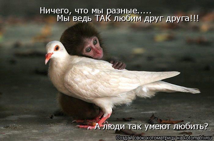 Ничего, что мы разные..... Мы ведь ТАК любим друг друга!!! Мы ведь ТАК любим друг друга!!! А люди та... Котоматрица: Ничего, что мы разные..... Мы ведь ТАК любим друг друга!!! Мы ведь ТАК любим друг друга!!! А люди так умеют любить? А люди так умеют любить?