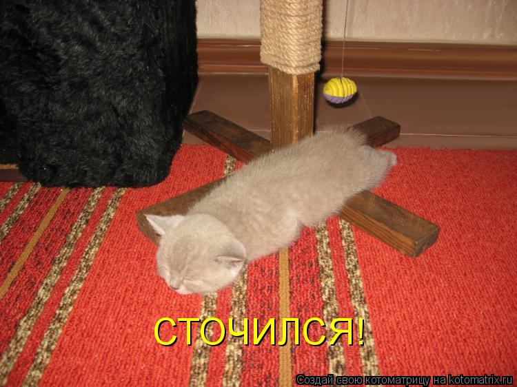 СТОЧИЛСЯ!... Котоматрица: СТОЧИЛСЯ!