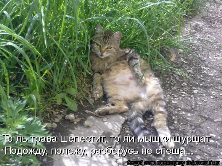 То ль трава шелестит, то ли мышки шуршат... Подожду, полежу, разберусь не спеша...... Котоматрица: То ль трава шелестит, то ли мышки шуршат... Подожду, полежу, разберусь не спеша...