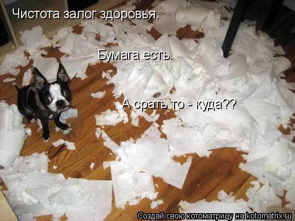 Чистота залог здоровья. Чистота залог здоровья. Бумага есть. Бумага есть. А срать то - куда??... Котоматрица: Чистота залог здоровья. Чистота залог здоровья. Бумага есть. Бумага есть. А срать то - куда??