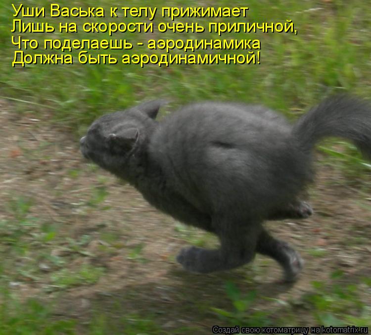 Уши Васька к телу прижимает Лишь на скорости очень приличной, Что поделаешь - аэродинамика Должна б... Котоматрица: Уши Васька к телу прижимает Лишь на скорости очень приличной, Что поделаешь - аэродинамика Должна быть аэродинамичной!