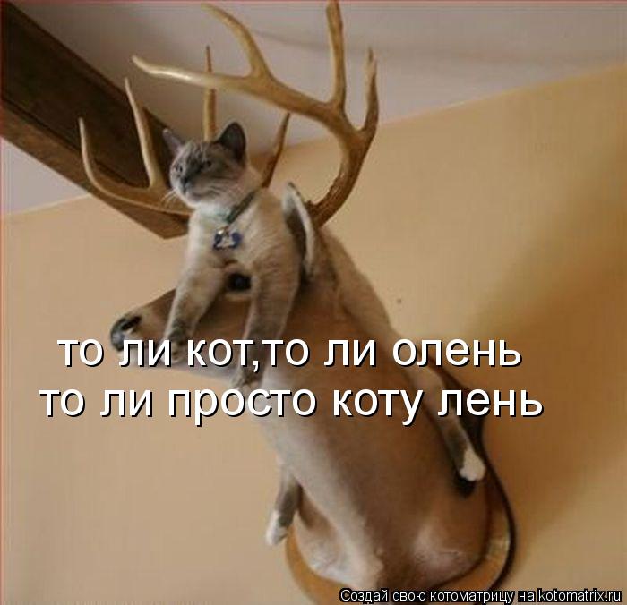 то ли кот,то ли олень то ли просто коту лень... Котоматрица: то ли кот,то ли олень то ли просто коту лень