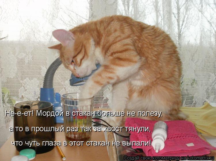 Не-е-ет! Мордой в стакан больше не полезу, а то в прошлый раз так за хвост тянули, что чуть глаза ... Котоматрица: Не-е-ет! Мордой в стакан больше не полезу, а то в прошлый раз так за хвост тянули, что чуть глаза в этот стакан не выпали!