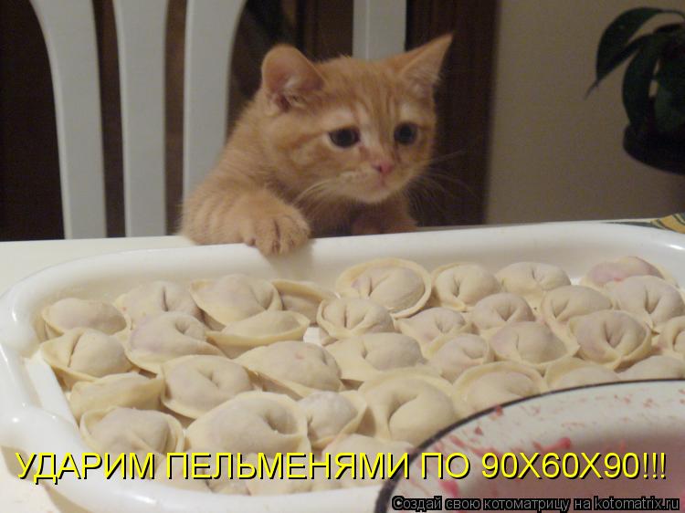 УДАРИМ ПЕЛЬМЕНЯМИ ПО 90Х60Х90!!!... Котоматрица: УДАРИМ ПЕЛЬМЕНЯМИ ПО 90Х60Х90!!!