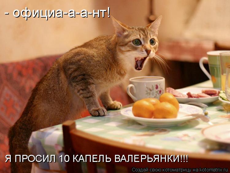 - официа-а-а-нт! Я ПРОСИЛ 10 КАПЕЛЬ ВАЛЕРЬЯНКИ!!!... Котоматрица: - официа-а-а-нт! Я ПРОСИЛ 10 КАПЕЛЬ ВАЛЕРЬЯНКИ!!!