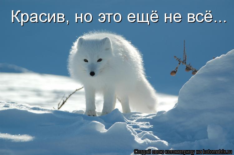 Красив, но это ещё не всё...... Котоматрица: Красив, но это ещё не всё...