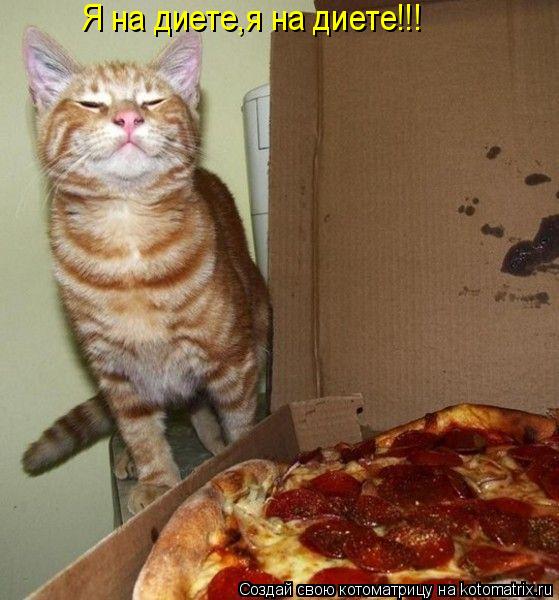 Я на диете,я на диете!!!... Котоматрица: Я на диете,я на диете!!!