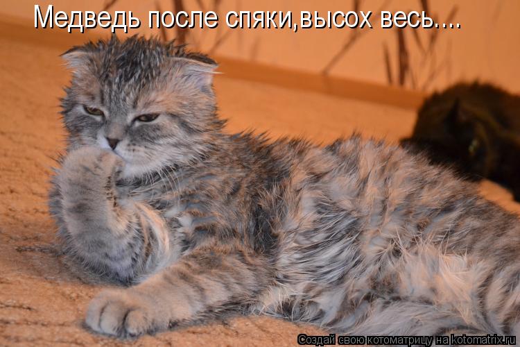 Медведь после спяки,высох весь....... Котоматрица: Медведь после спяки,высох весь....