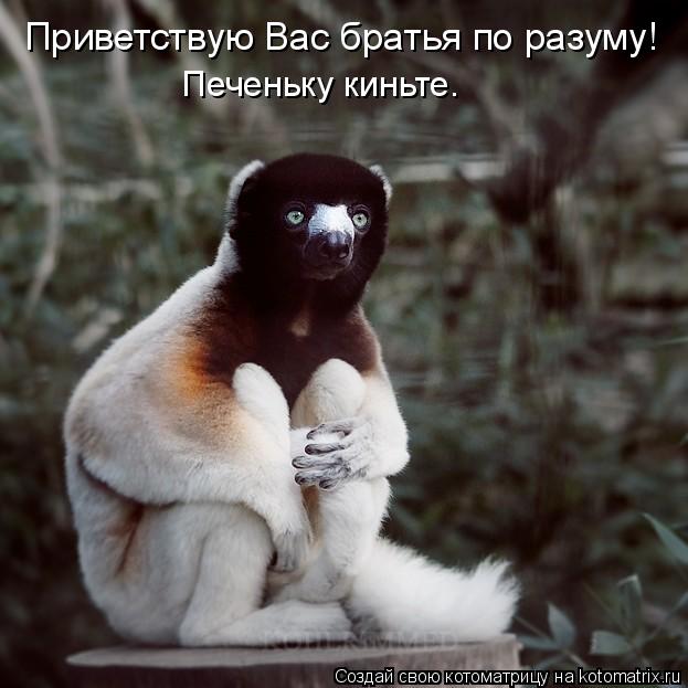 Приветствую Вас братья по разуму! Печеньку киньте.... Котоматрица: Приветствую Вас братья по разуму! Печеньку киньте.