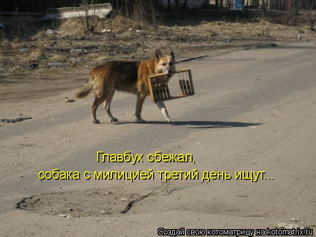 Главбух сбежал, собака с милицией третий день ищут...... Котоматрица: Главбух сбежал, собака с милицией третий день ищут...