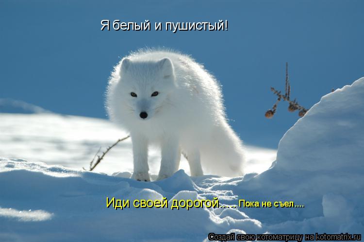 Я белый и пушистый! Иди своей дорогой..... Пока не съел....... Котоматрица: Я белый и пушистый! Иди своей дорогой..... Пока не съел....